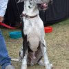 dog walk 2013-5190